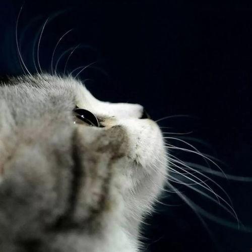 娱乐吃瓜小猫咪小说免费阅读