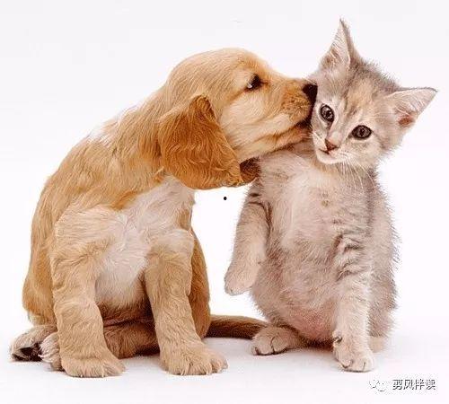 娱乐吃瓜酱狗帮猫