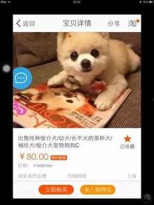 娱乐吃瓜酱大哥爱小狗,娱乐吃瓜酱大哥与小狗的温馨日常